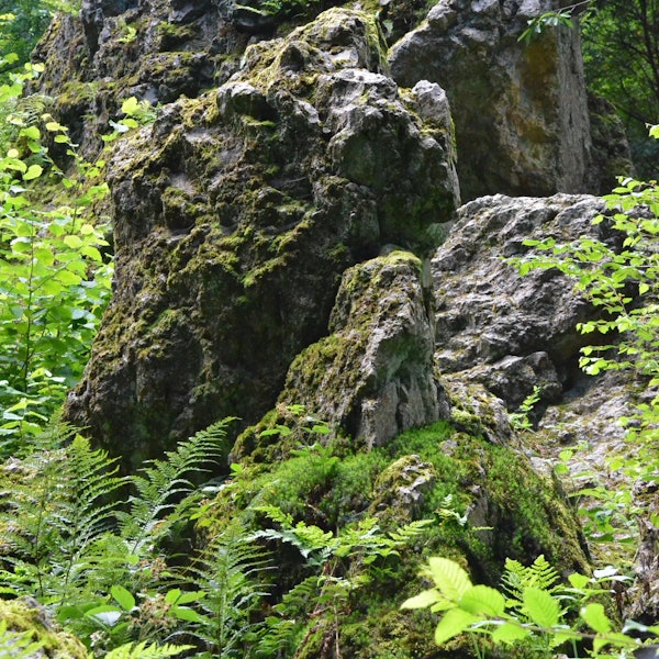 Große Felsen in einem Wald.