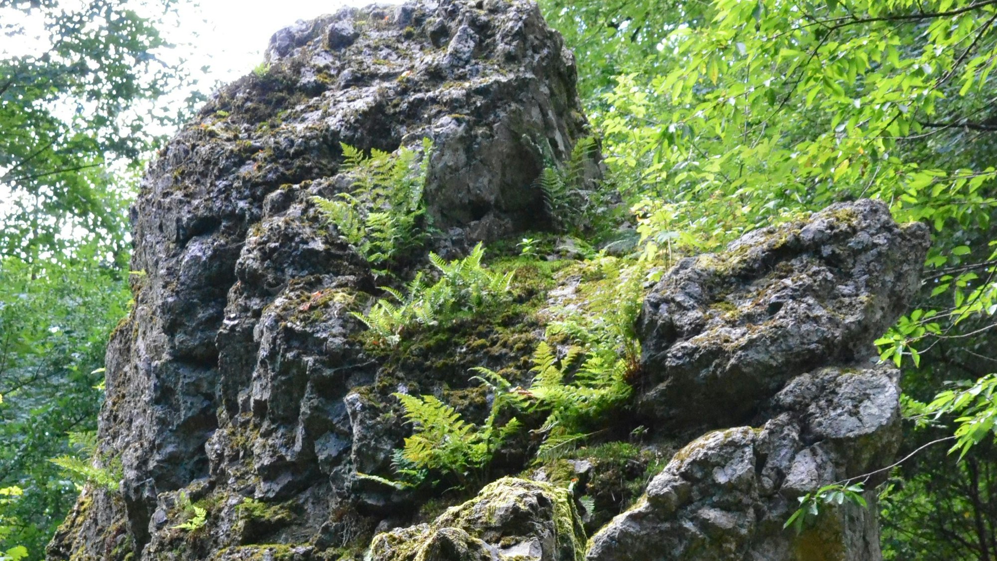 Große Felsen in einem Wald.