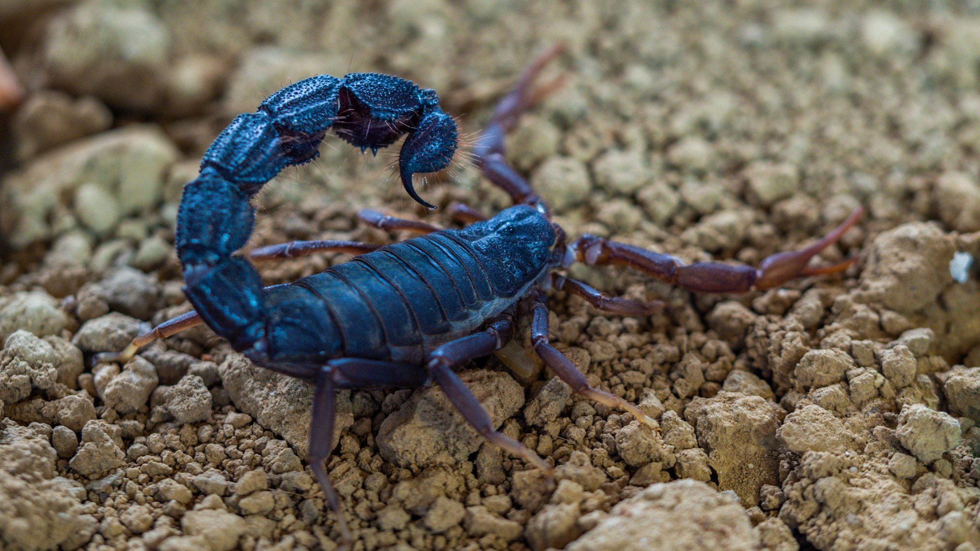 Parabuthus transvaalicus: Ein südafrikanischer Dickschwanzskorpion, fotografiert in der NRW-Auffangstation für Gifttiere.