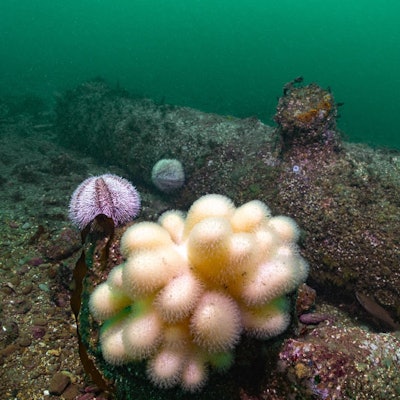Eine Tote Mannshand (Weichkoralle) wächst an einer der 16 Kanonen, die Forschungstaucher vor Helgoland entdeckt haben.
