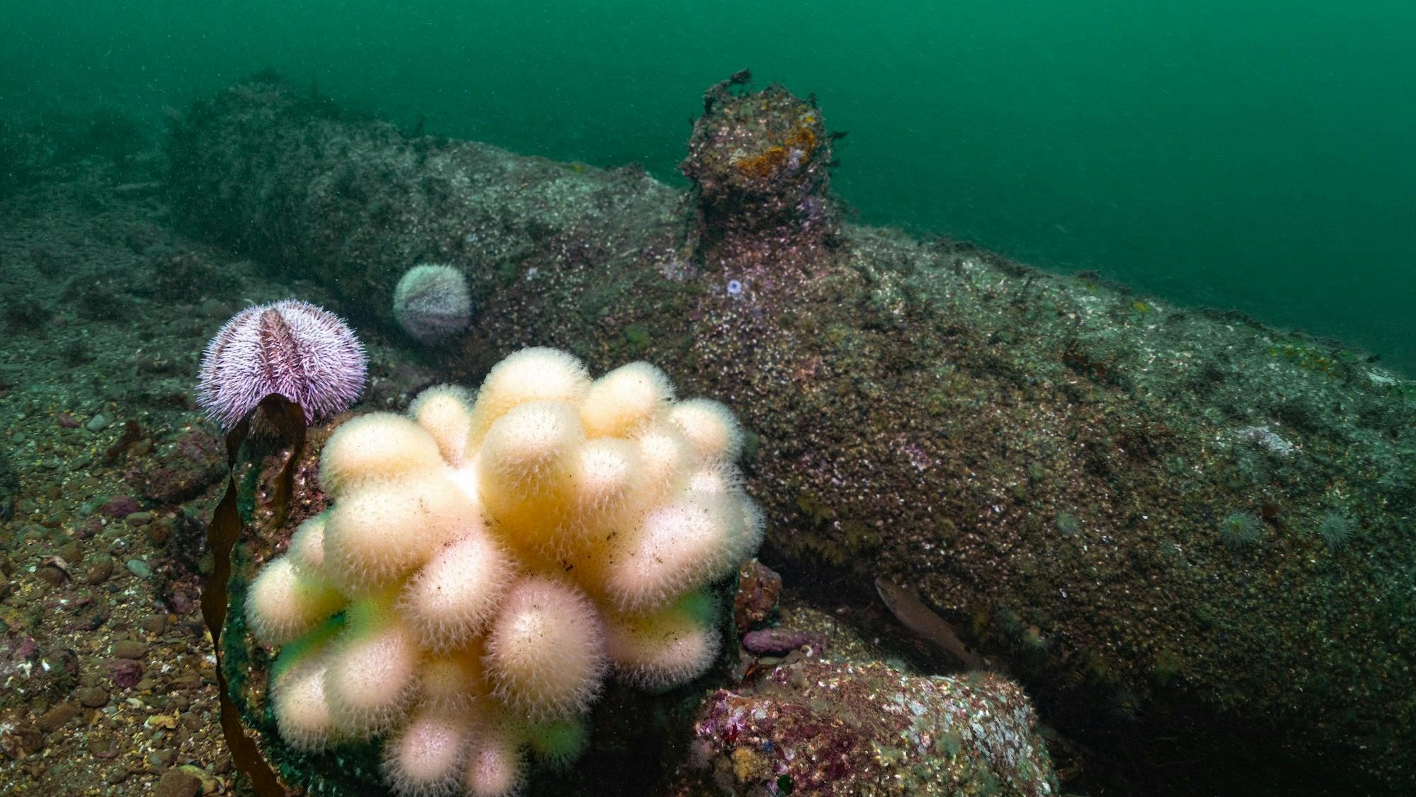 Eine Tote Mannshand (Weichkoralle) wächst an einer der 16 Kanonen, die Forschungstaucher vor Helgoland entdeckt haben.