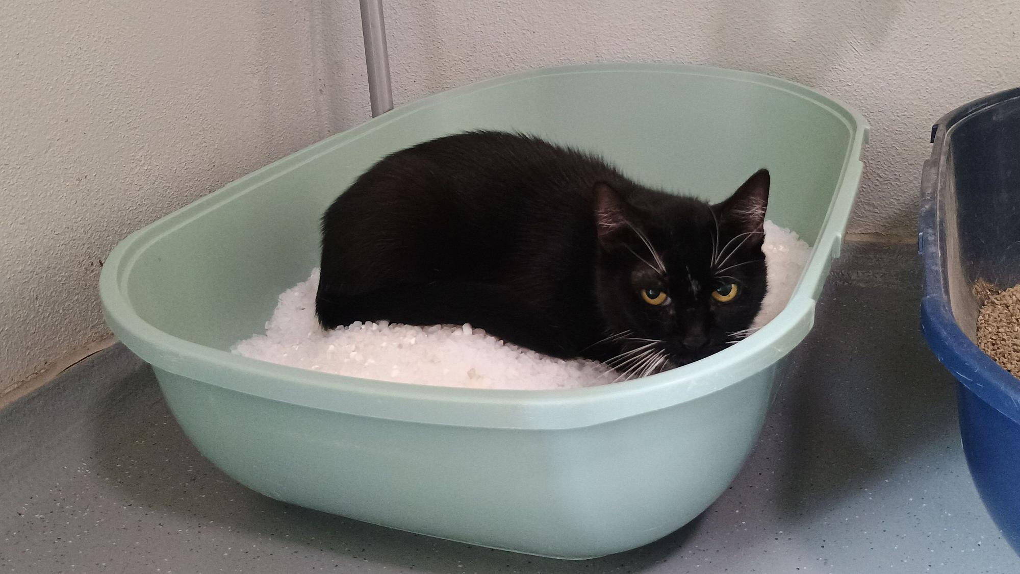 Eine Katze liegt in einem Korb.