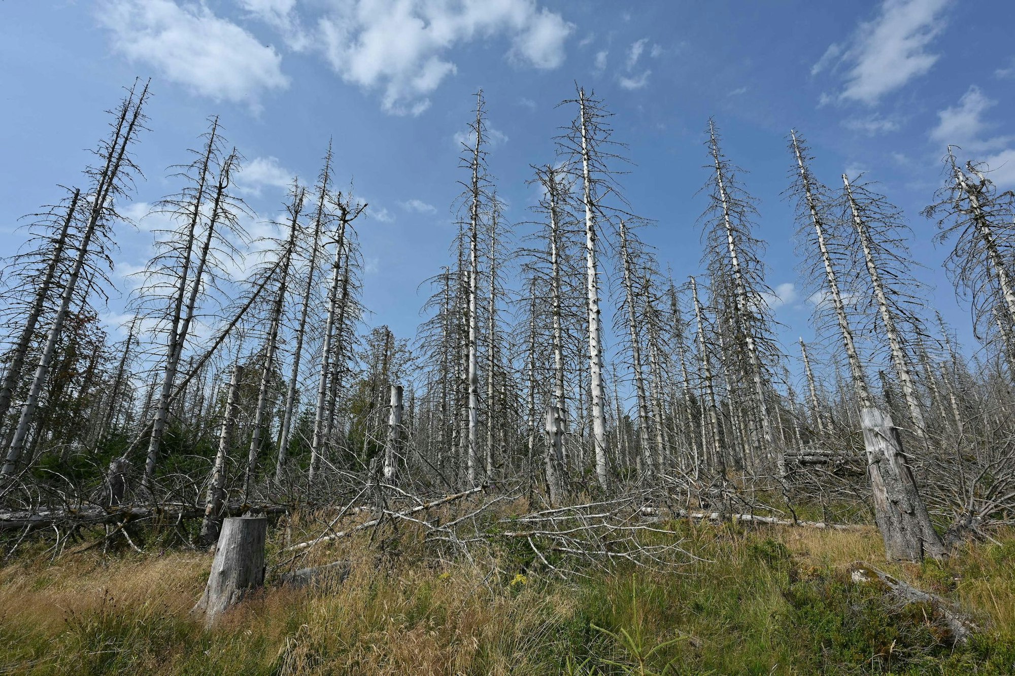 Eine Wanderung durch den Harz bedeutet heute immer auch: Man bekommt sehr viele tote Bäume zu Gesicht, wie auch auf der Aufnahme aus diesem Jahr zu sehen ist.