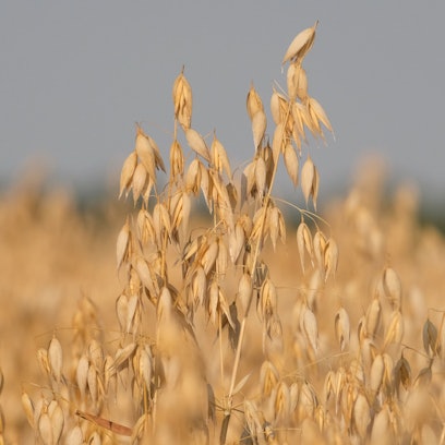 Wechselhaftes Wetter beeinträchtigt die Getreidequalität in Deutschland. Trockenheit und Regen führen zu regionalen Unterschieden und Herausforderungen.