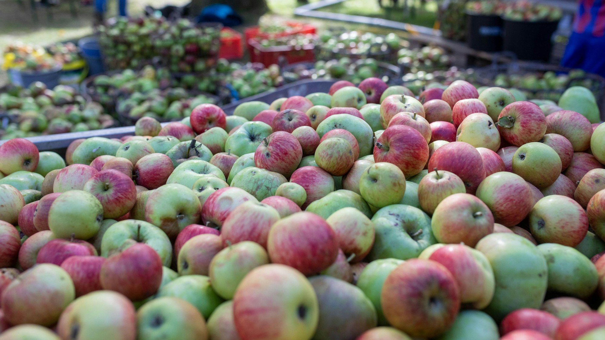 Massen von Äpfeln warten auf ihre Weiterverarbeitung.