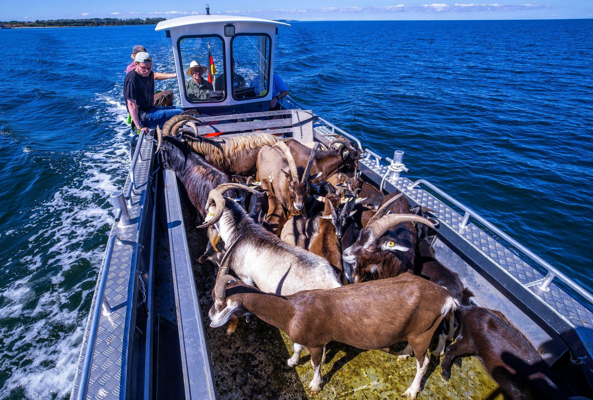 Per Boot werden die 22 tierischen Landschaftspfleger auf die Vogelschutzinsel Walfisch in der Wismarbucht gebracht.