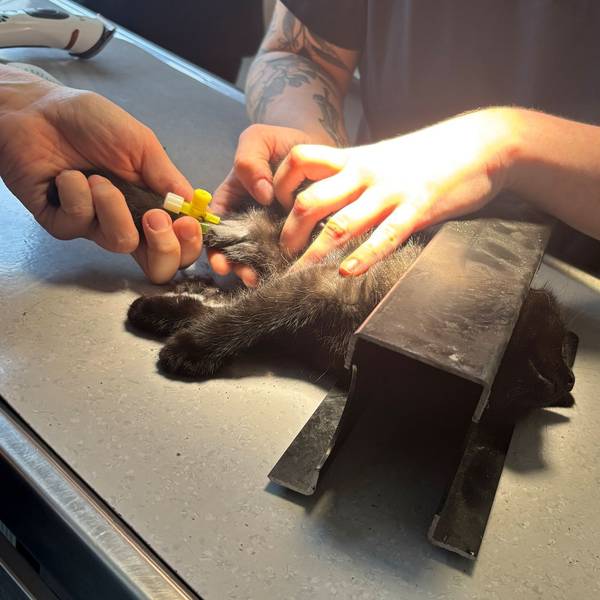 Die Einsatzkräfte trennten einen Teil des Rahmens ab, inklusive der Katze, und brachten sie in eine Tierarztpraxis