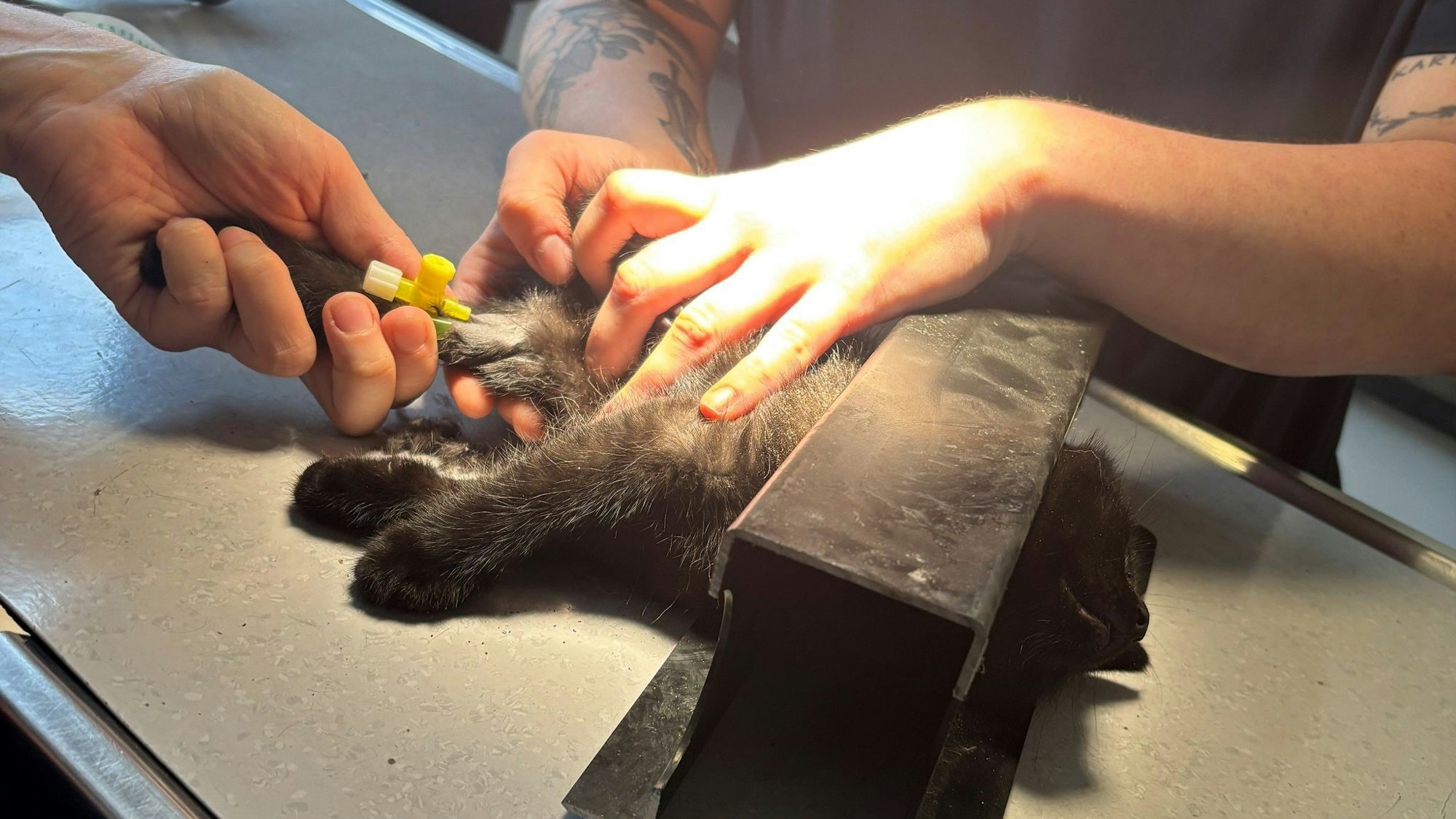 Die Einsatzkräfte trennten einen Teil des Rahmens ab, inklusive der Katze, und brachten sie in eine Tierarztpraxis