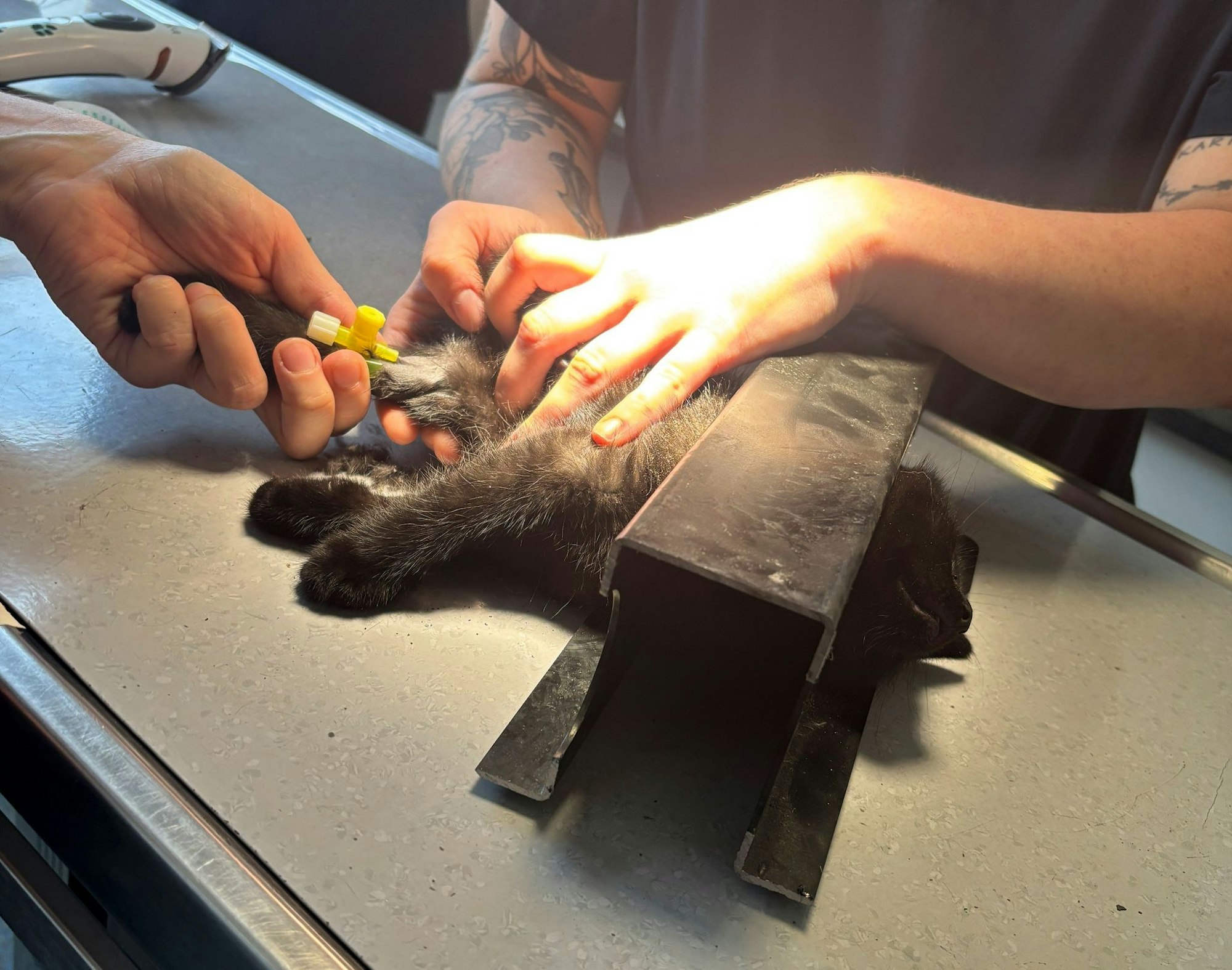 Die Einsatzkräfte trennten einen Teil des Rahmens ab, inklusive der Katze, und brachten sie in eine Tierarztpraxis