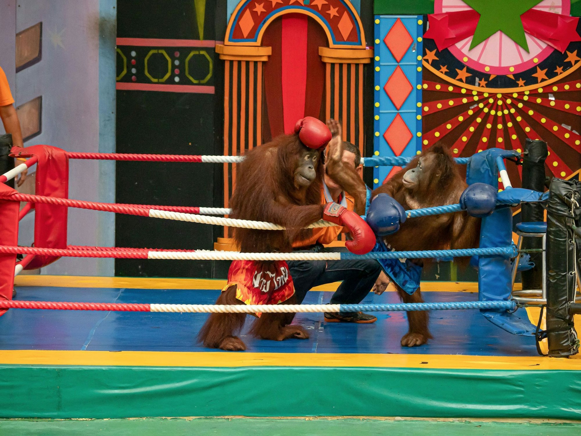 Es gibt Shows mit «boxenden» Orang-Utans.