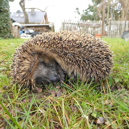 Ein zusammengerollter Igel auf einer Wiese.