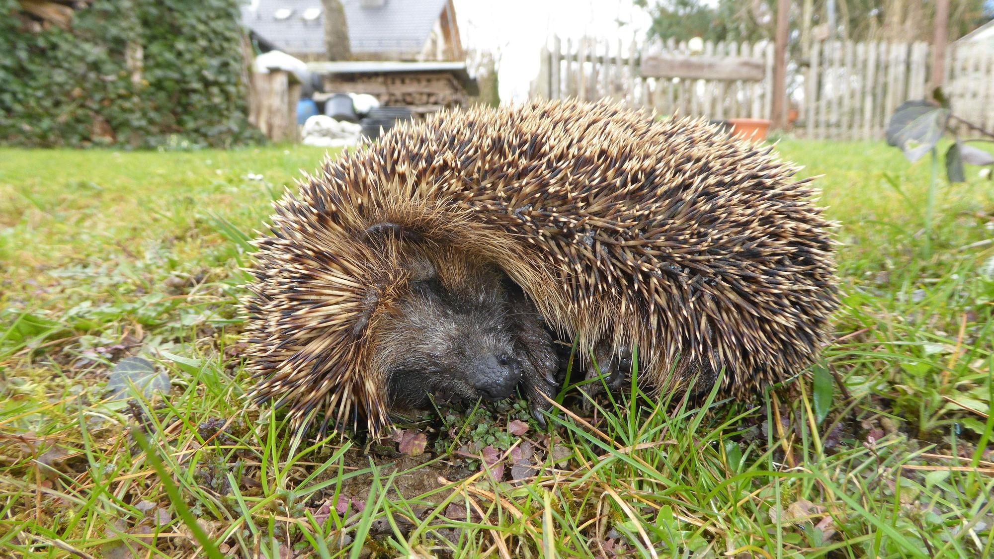 Ein zusammengerollter Igel auf einer Wiese.