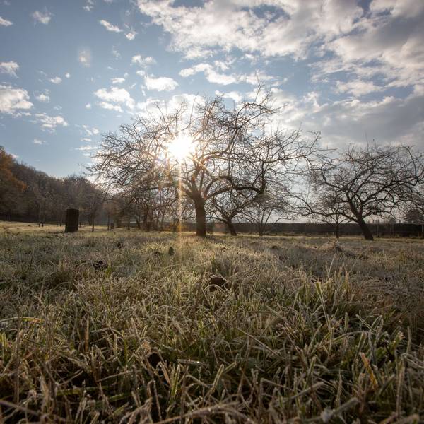 Eine Wiese mit vielen Apfelbäumen wird von der Sonne beschienen.