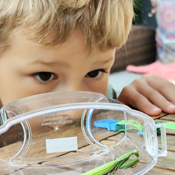 Das Bild zeigt eine Gottesanbeterin in einem durchsichtigen Behälter.