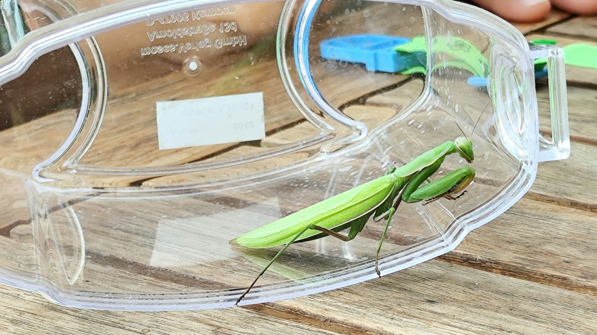 Das Bild zeigt eine Gottesanbeterin in einem durchsichtigen Behälter.