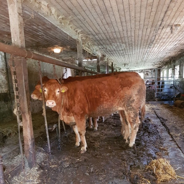 Kein schönes Bild: Die Tierschutzorganisation Peta erstattete Anzeige, der Bauer änderte seine Tierhaltung.