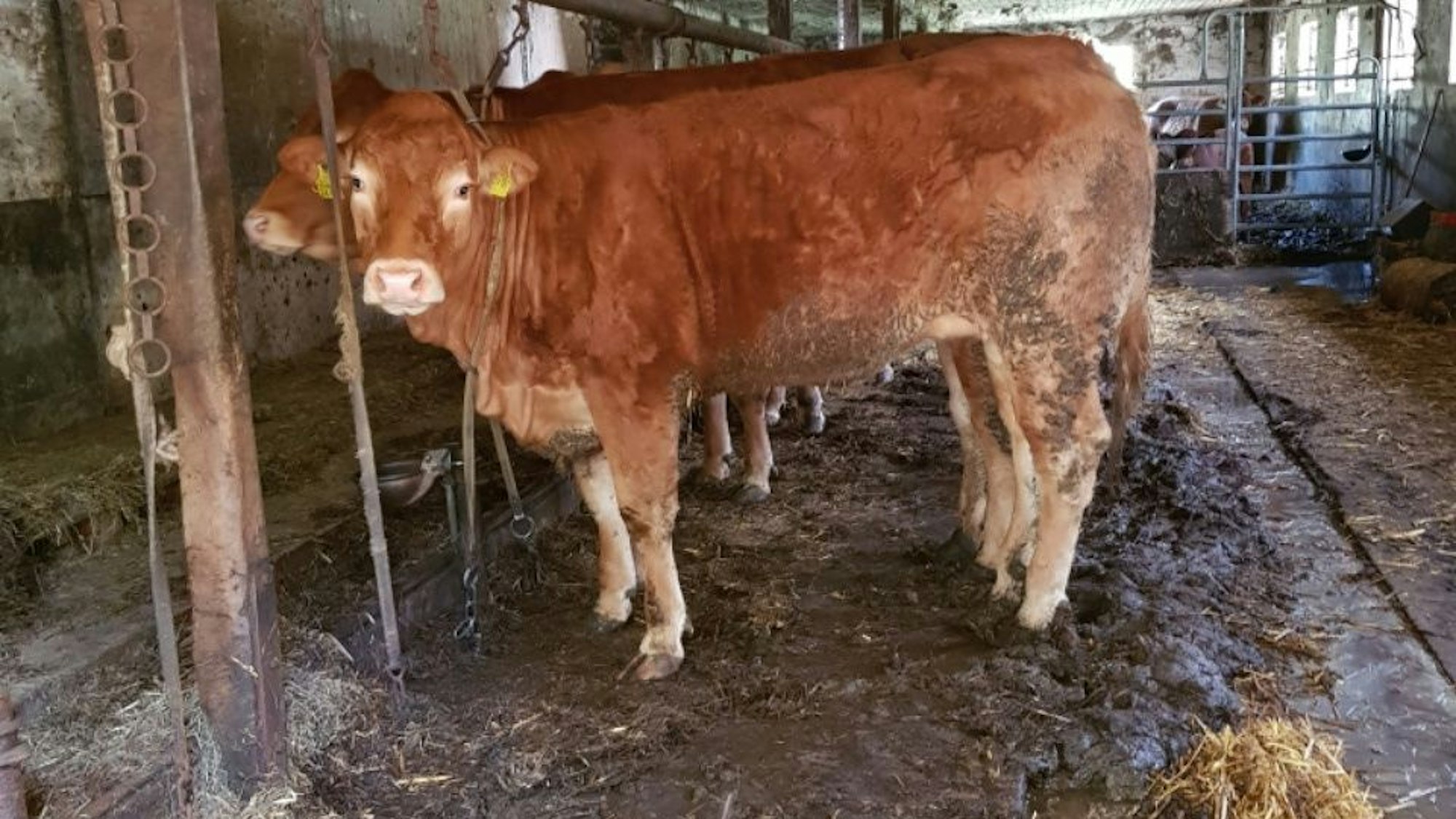 Kein schönes Bild: Die Tierschutzorganisation Peta erstattete Anzeige, der Bauer änderte seine Tierhaltung.