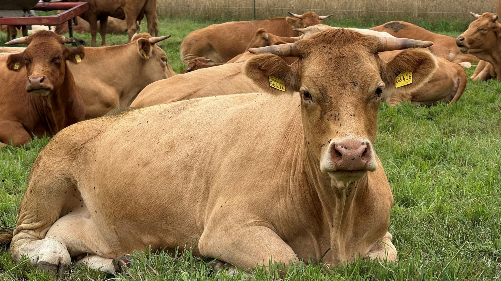 Auch Tiere sind immer wieder ein beliebtes Motiv.