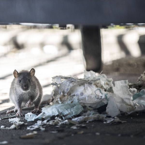 Auf dem Bild ist eine Ratte zu sehen, die auf dem Boden an einer Windel frisst. (Symbolbild)