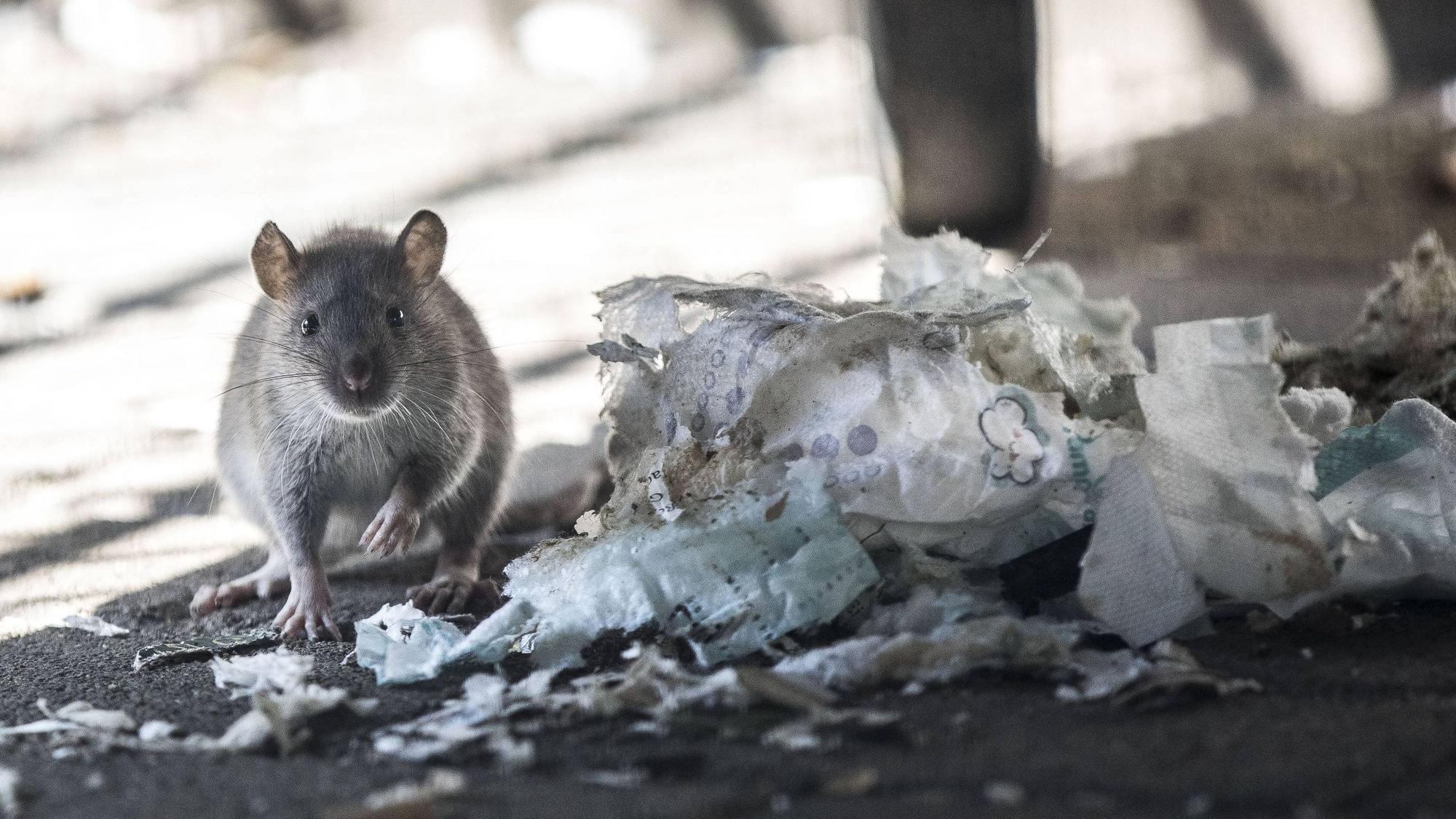 Das Bild zeigt eine Ratte an einem Müllberg.