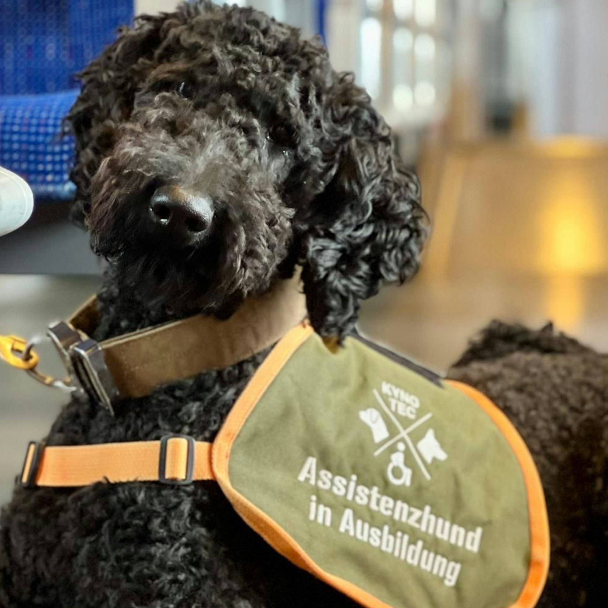 James wartet schon. Die Ausbildung ist aber noch nicht komplett bezahlt, der Rest soll durch die Spendensammlung der Awo Bad Honnef finanziert werden.