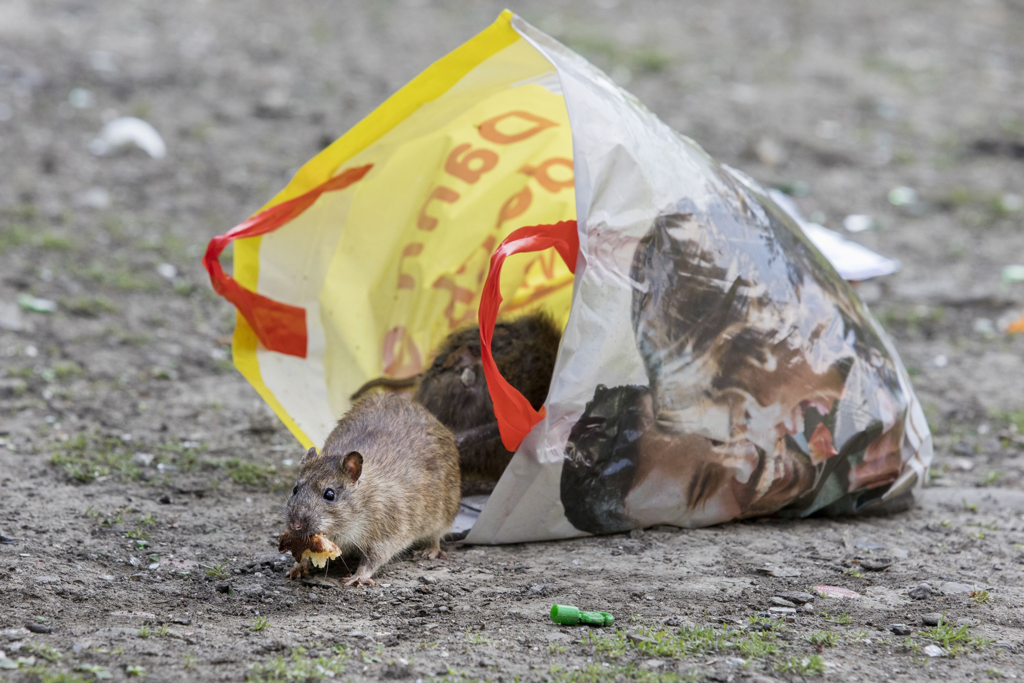 Ratten krabbeln aus einer Mülltüte heraus.