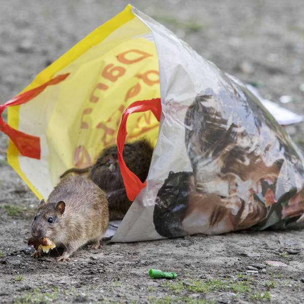 Ratten krabbeln aus einer Mülltüte heraus.