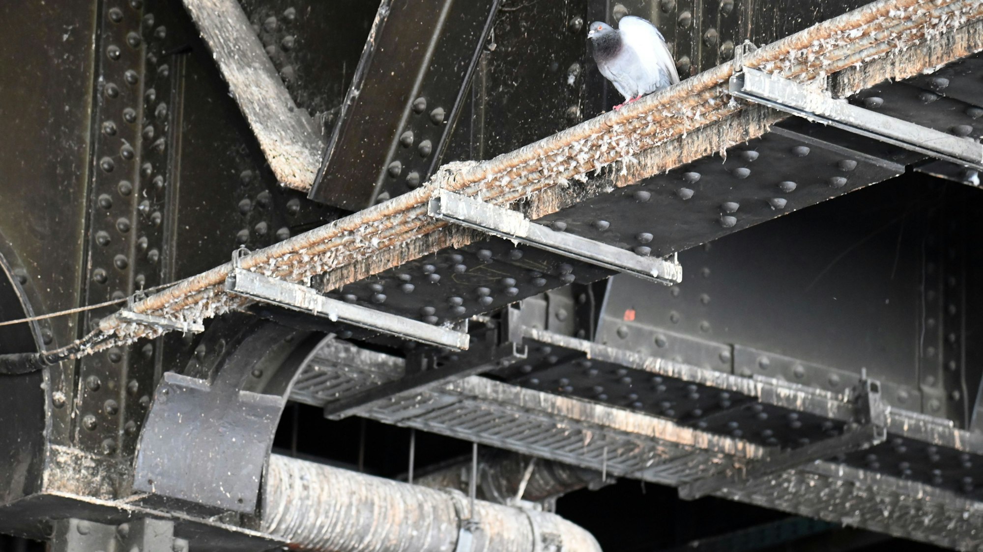 Nahaufnahme der Decke vor dem Tunnel mit einer Taube.