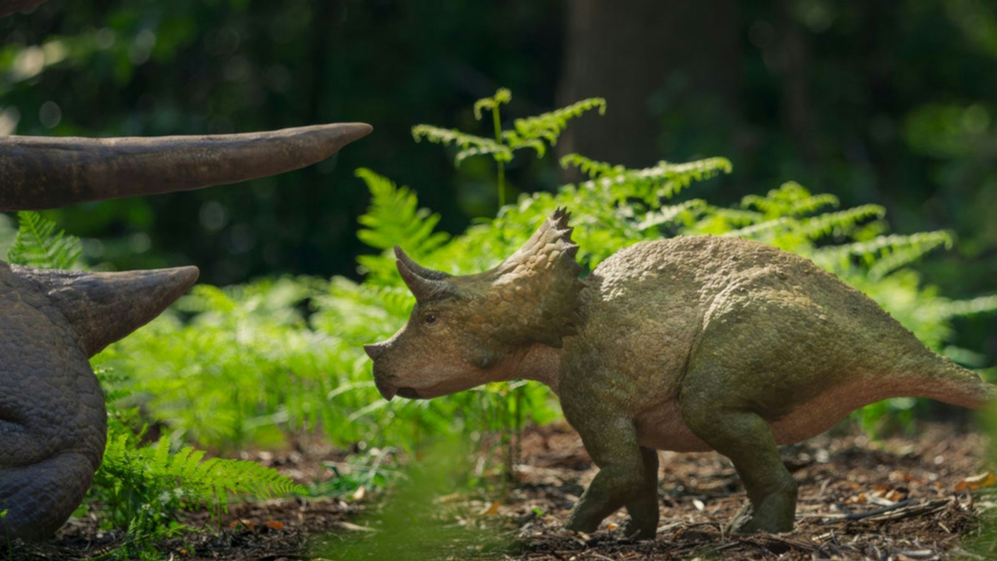 Ohne den Schutz einer Herde sucht Clover bei einem ausgewachsenen Triceratops-Bullen Schutz. Doch die Männchen waren vermutlich Einzelgänger. (Bild: ZDF / BBC, Lola Post Production)