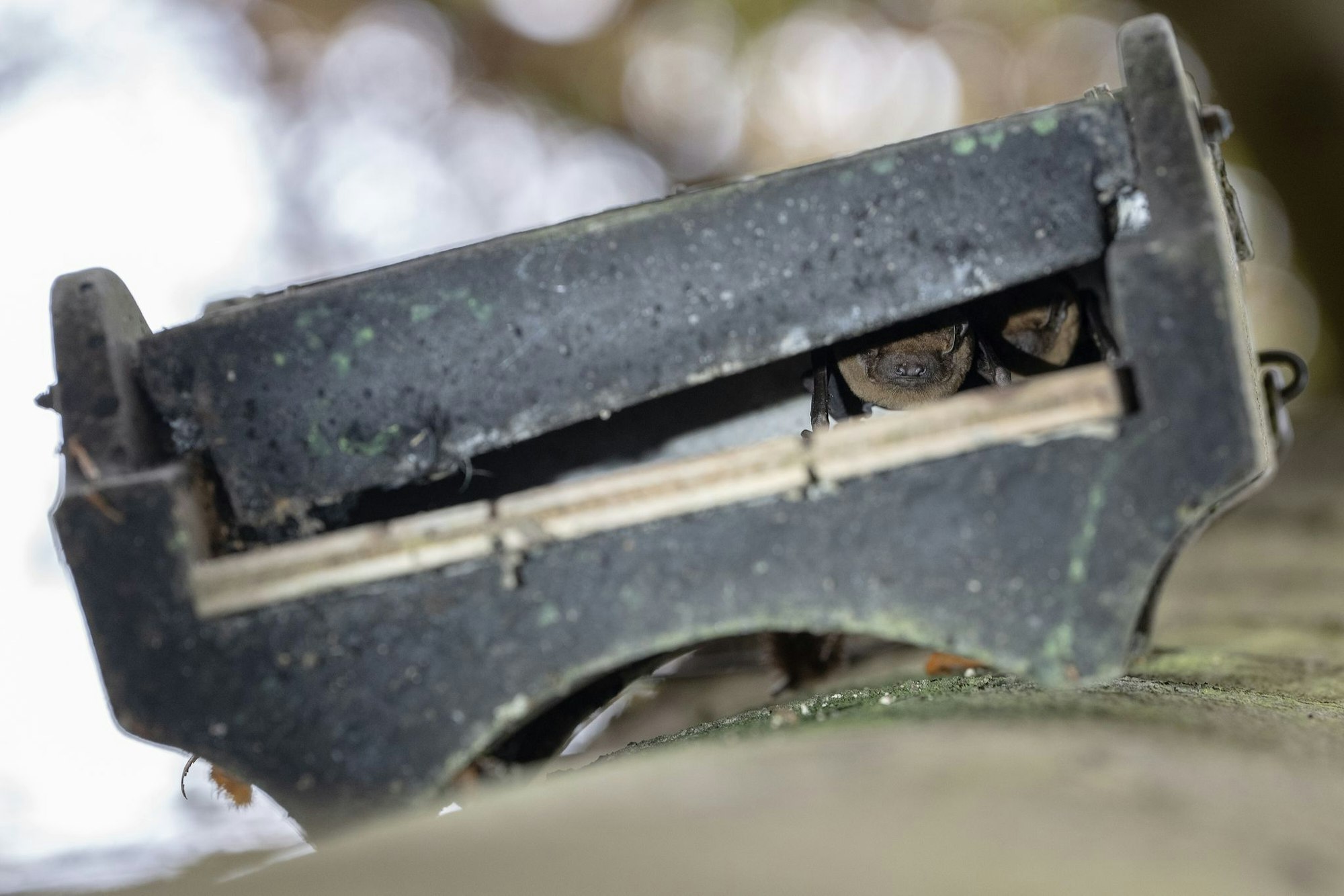 Gutes Versteck: Ein Flachkasten dient Fledermäusen als Unterschlupf.