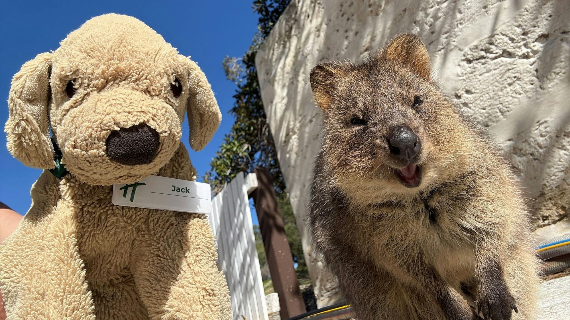 Jack erlebt große Abenteuer - so ließ er sich mit einem einheimischen Quokka auf Rottnest Island fotografieren.