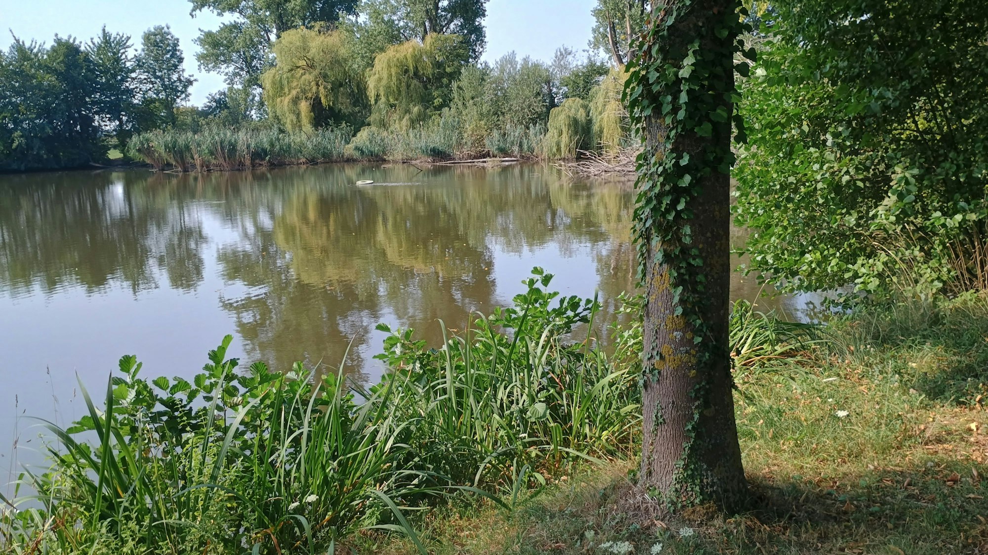 Das Bild zeigt einen Baum am Ufer des Weihers. Um ihn ranken sich bereits einige Pflanzen.