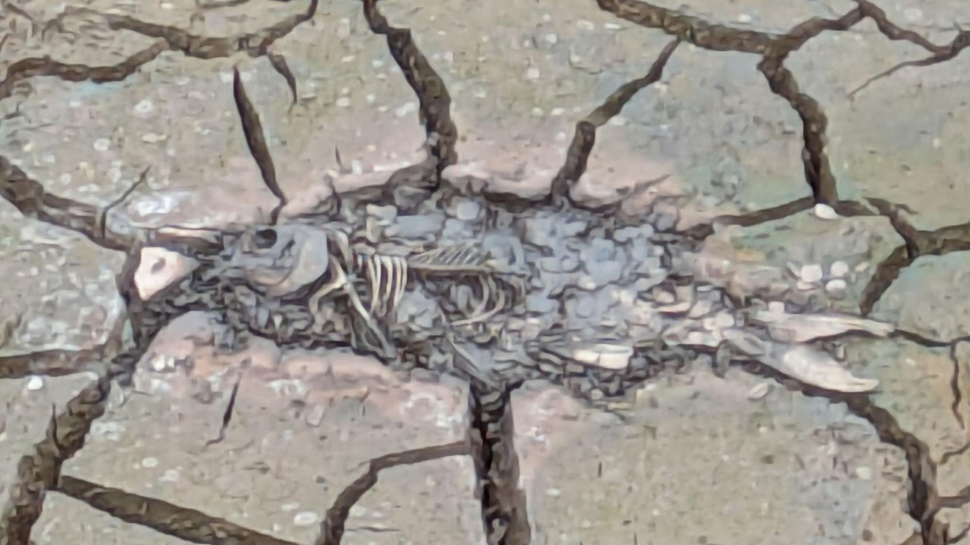 Der Kadaver eines Fischs liegt im Schlamm.