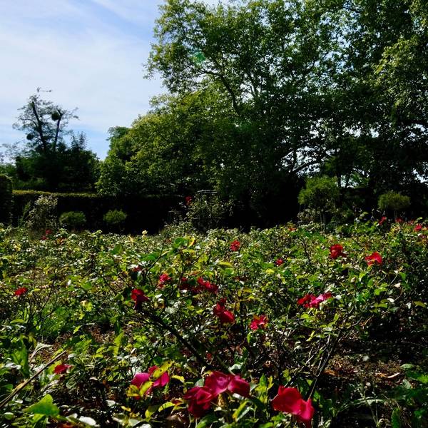 Der Rosengarten im Klettenbergpark ist ein Ort zum Entspannen.