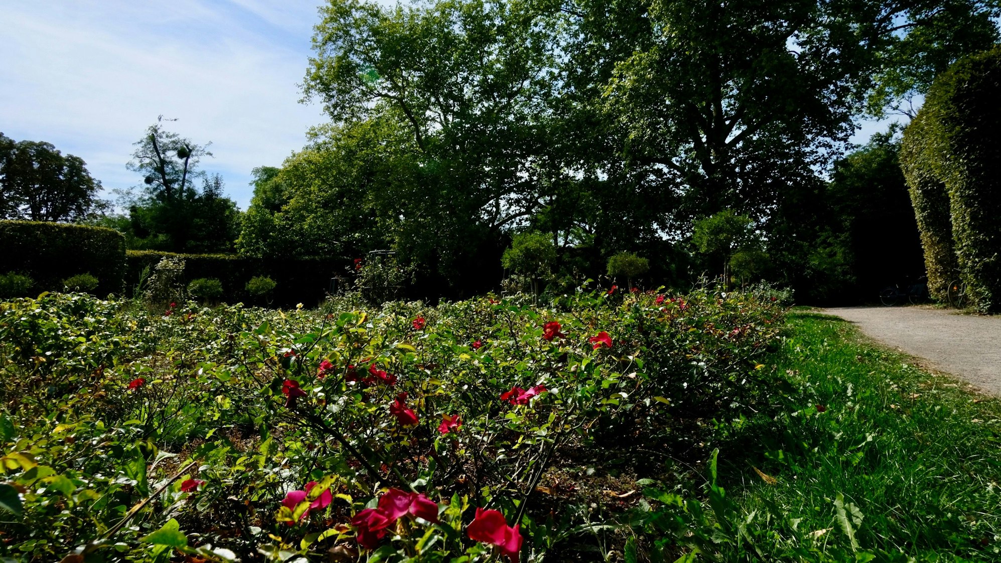 Der Rosengarten im Klettenbergpark ist ein Ort zum Entspannen.