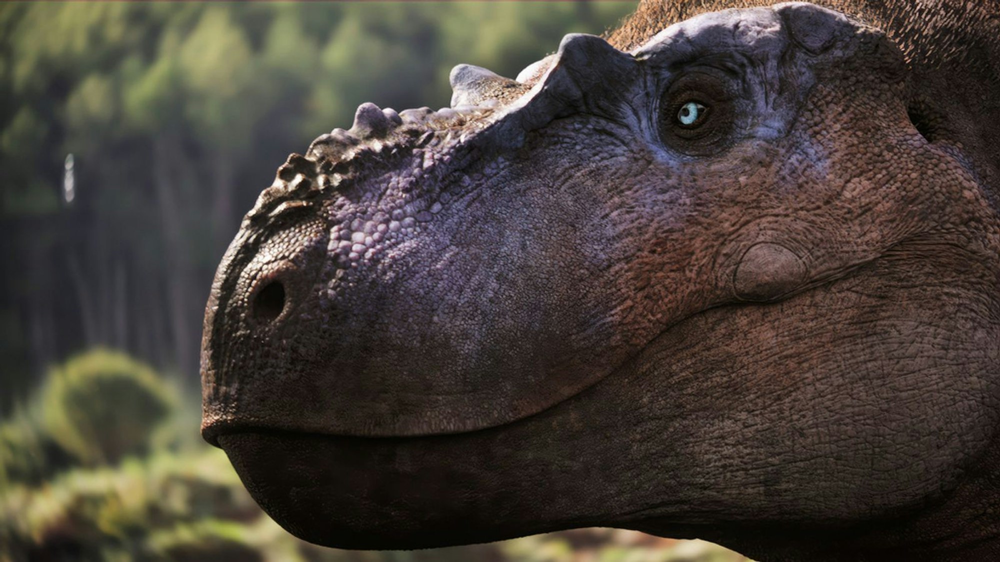 Die Reportage blickt auf die Dinos der damaligen Zeit zurück. Noch nicht ausgewachsene, jugendliche Albertosaurier wie Rose spielten bei der Jagd des Rudels vermutlich eine entscheidende Rolle und fungierten als Treiber für die weniger agilen, aber kräftigeren Rudelmitglieder. (Bild: ZDF / BBC, Lola Post Production)
