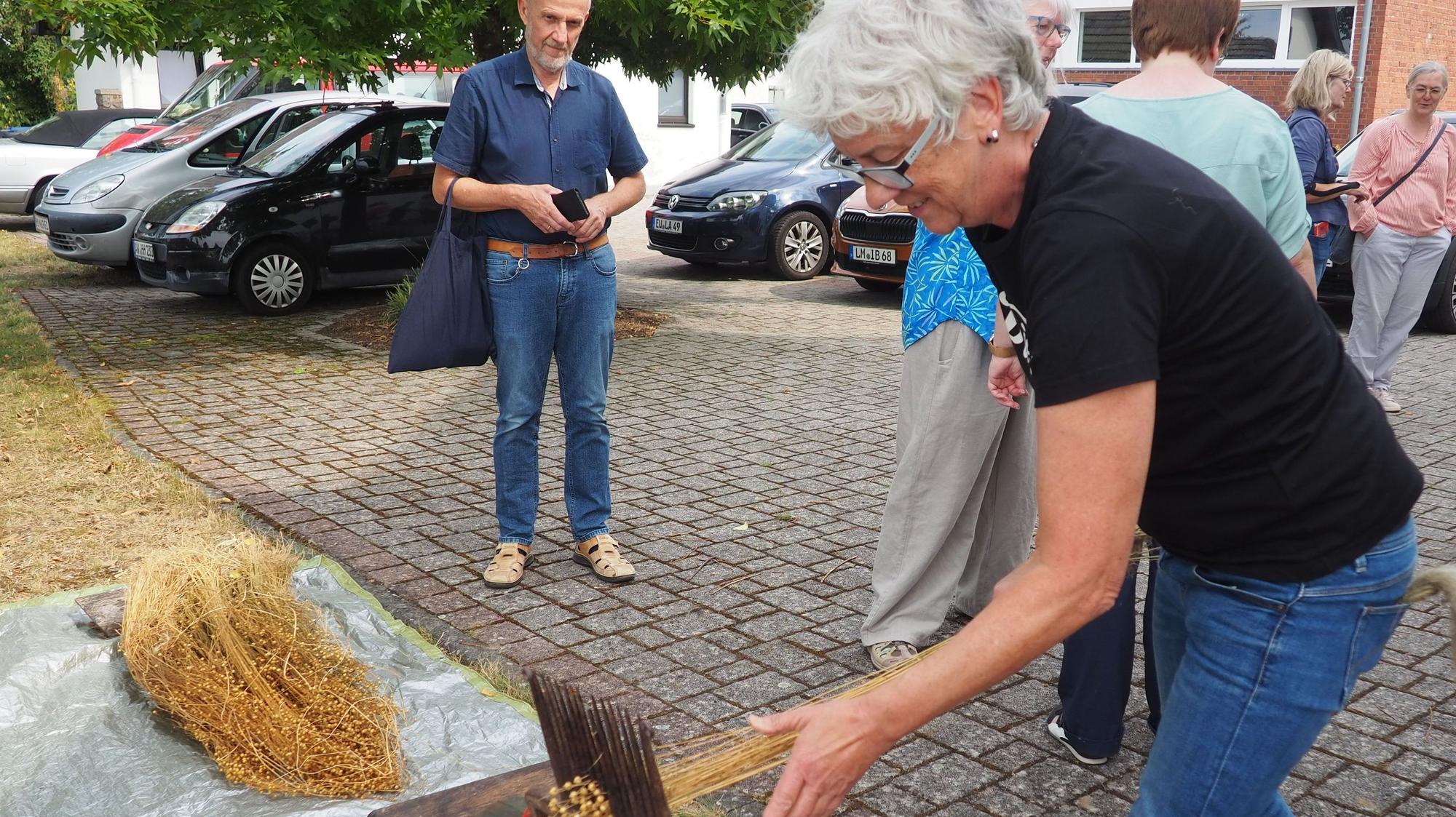 Marianne Bank-Regener zieht ein Bündel Flachsstängel durch eine Art Kamm, damit die Körner abfallen.