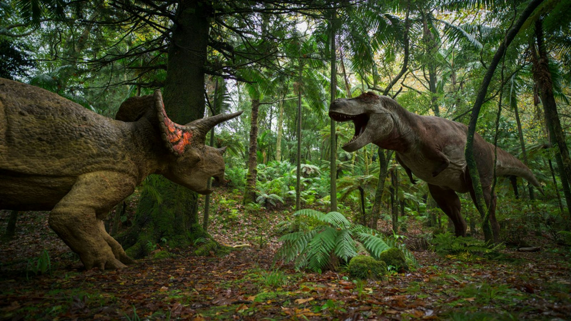 Knochenfunde zeigen, dass Rose auch Hungerzeiten durchlitt. In solchen Phasen musste sie ihren Speiseplan ausweiten. Doch gegen einen ausgewachsenen Arrhinoceratops hatte sie keine Chance. (Bild: ZDF / BBC, Lola Post Production)