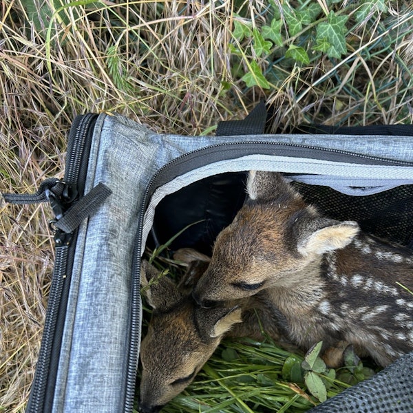 Rehkitze in einer Tasche