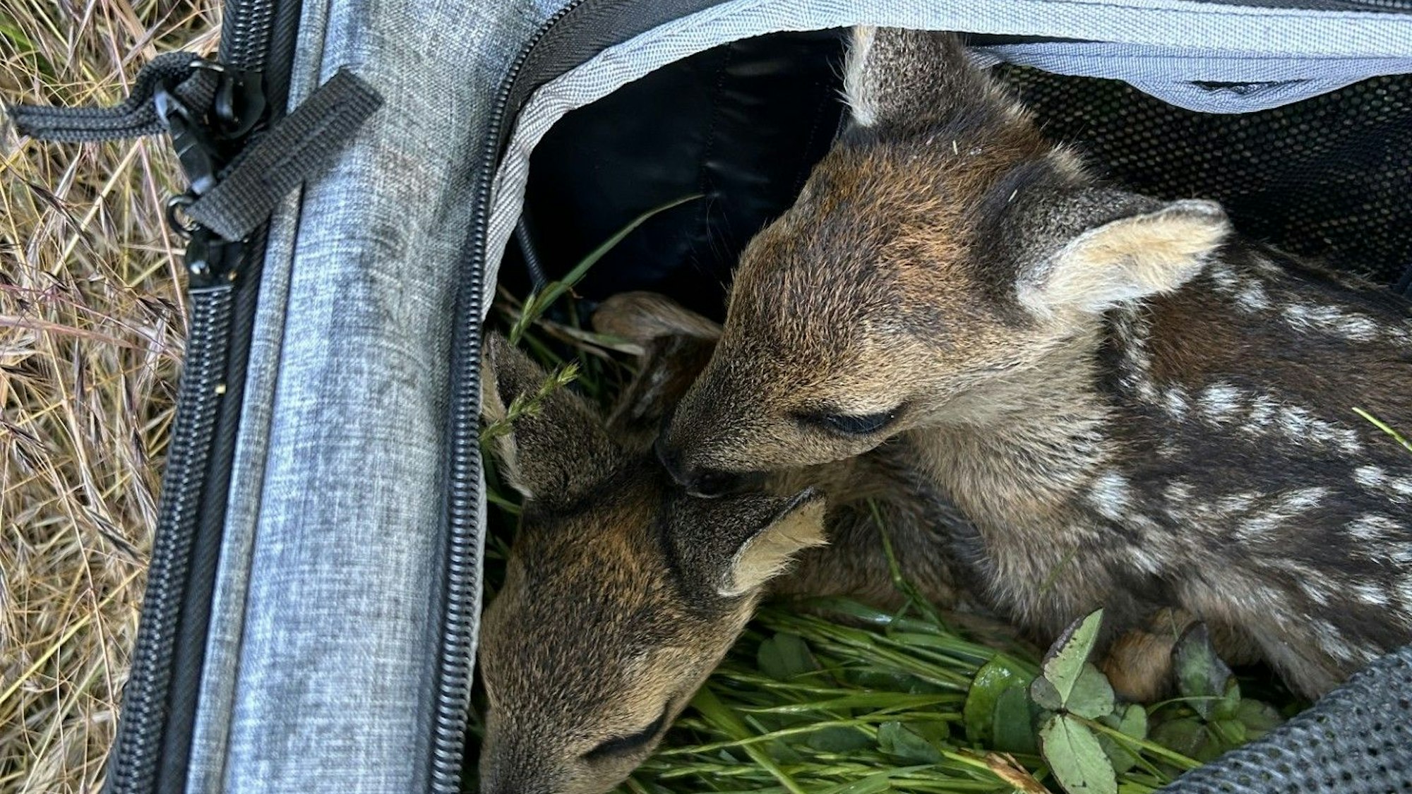 Rehkitze in einer Tasche