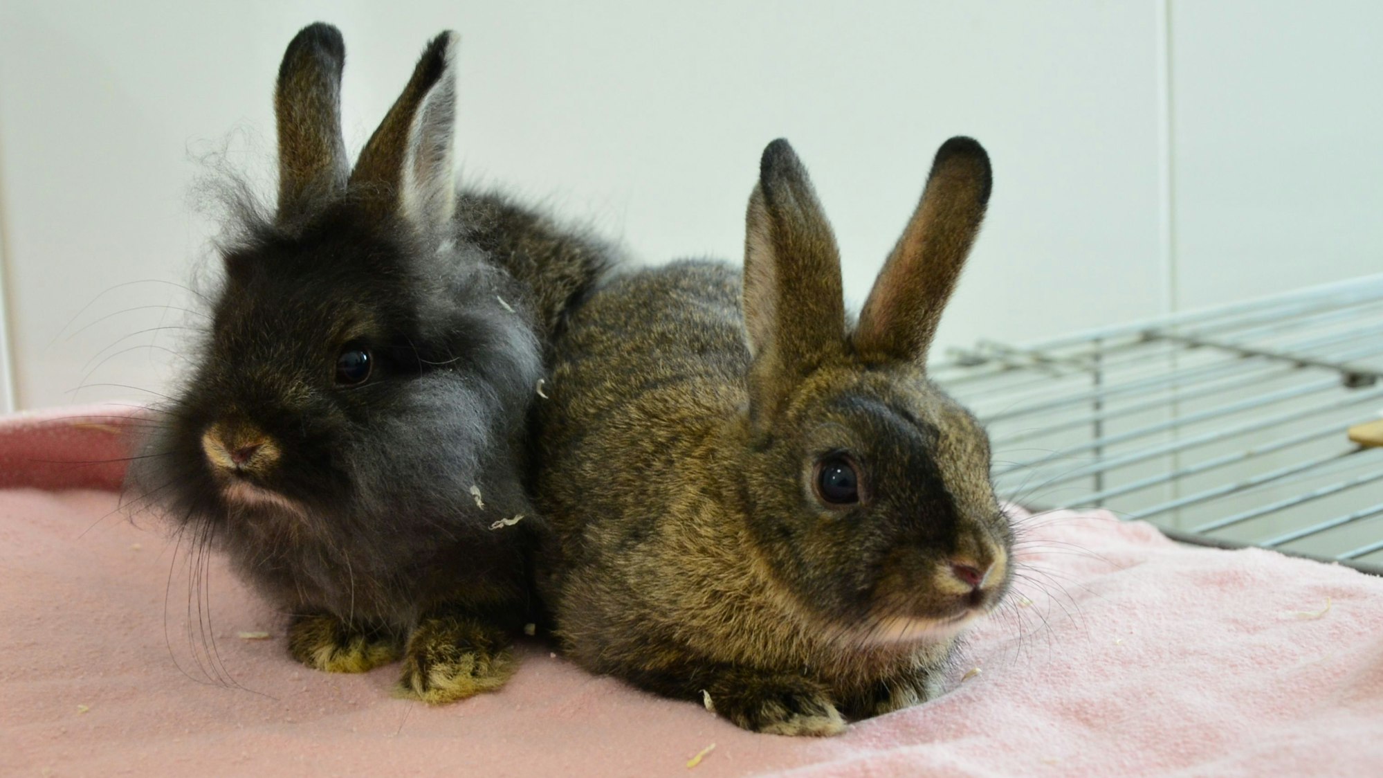 Das Foto zeigt zwei Kaninchen auf einer Decke, dahinter ein Käfig.