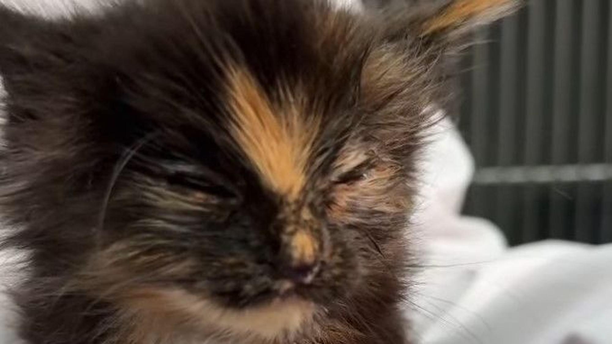 Ein krankes Kitten sitzt auf der Hand einer Helferin.