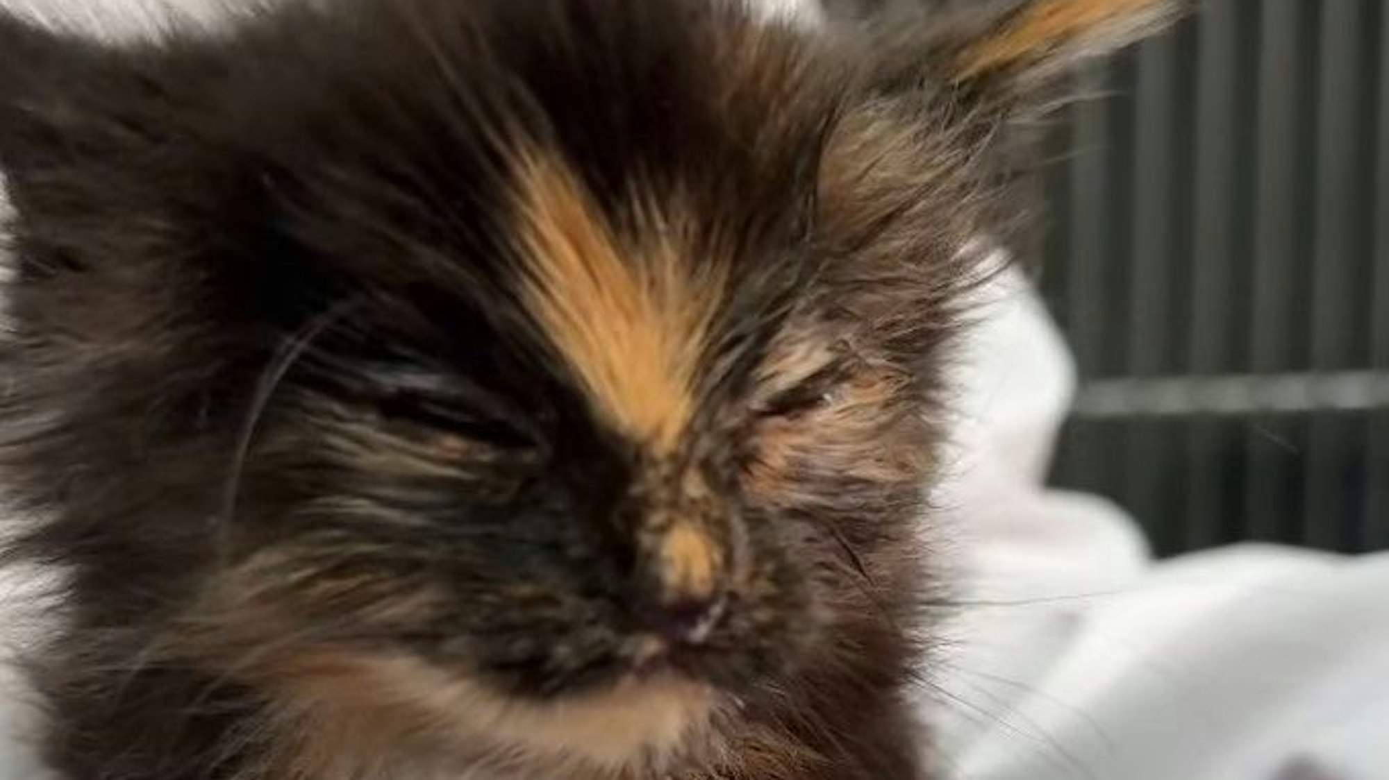 Ein krankes Kitten sitzt auf der Hand einer Helferin.