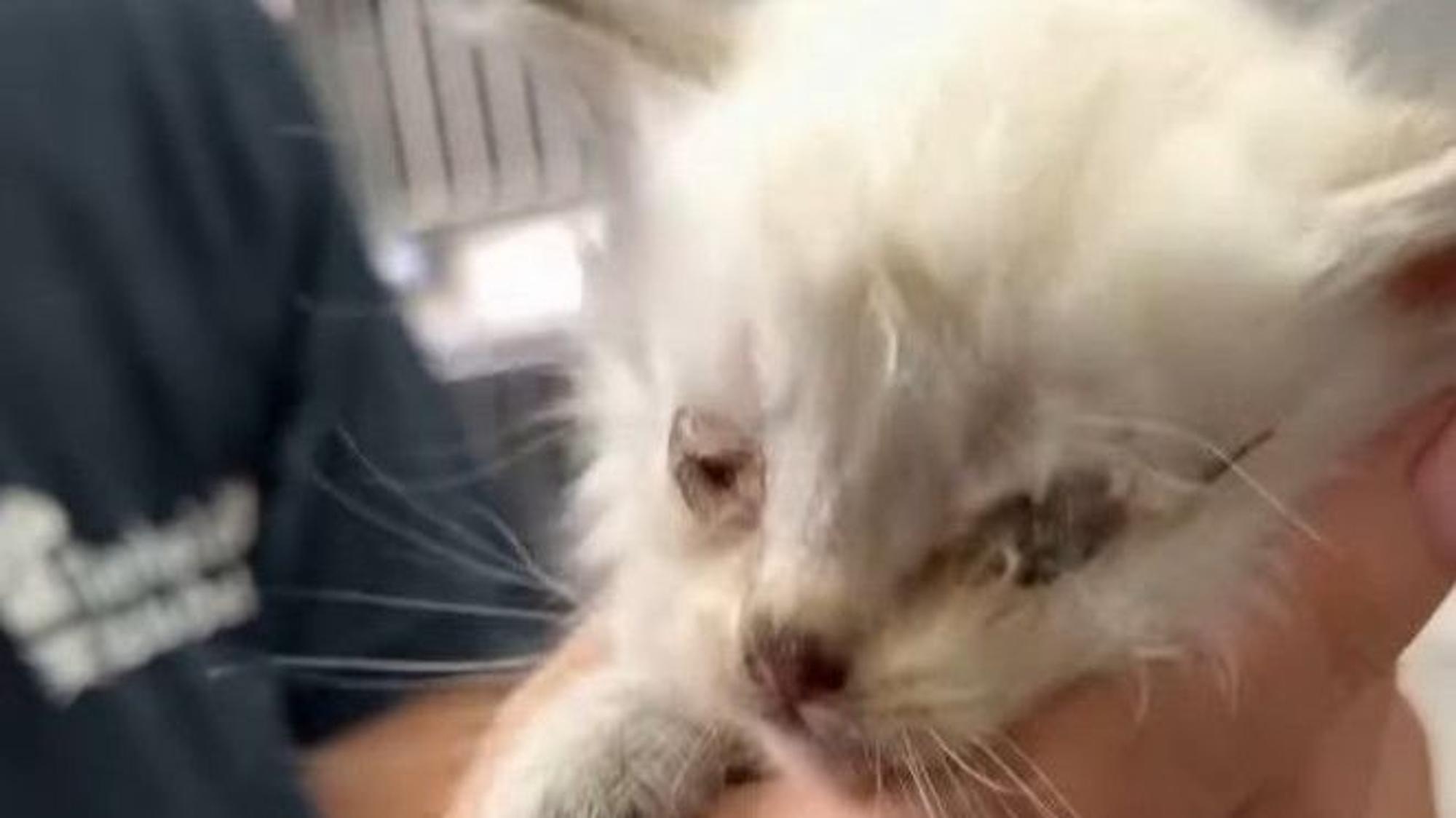 Ein Katzenbaby so verklebte Augen, dass es sie nicht mehr öffnen kann.
