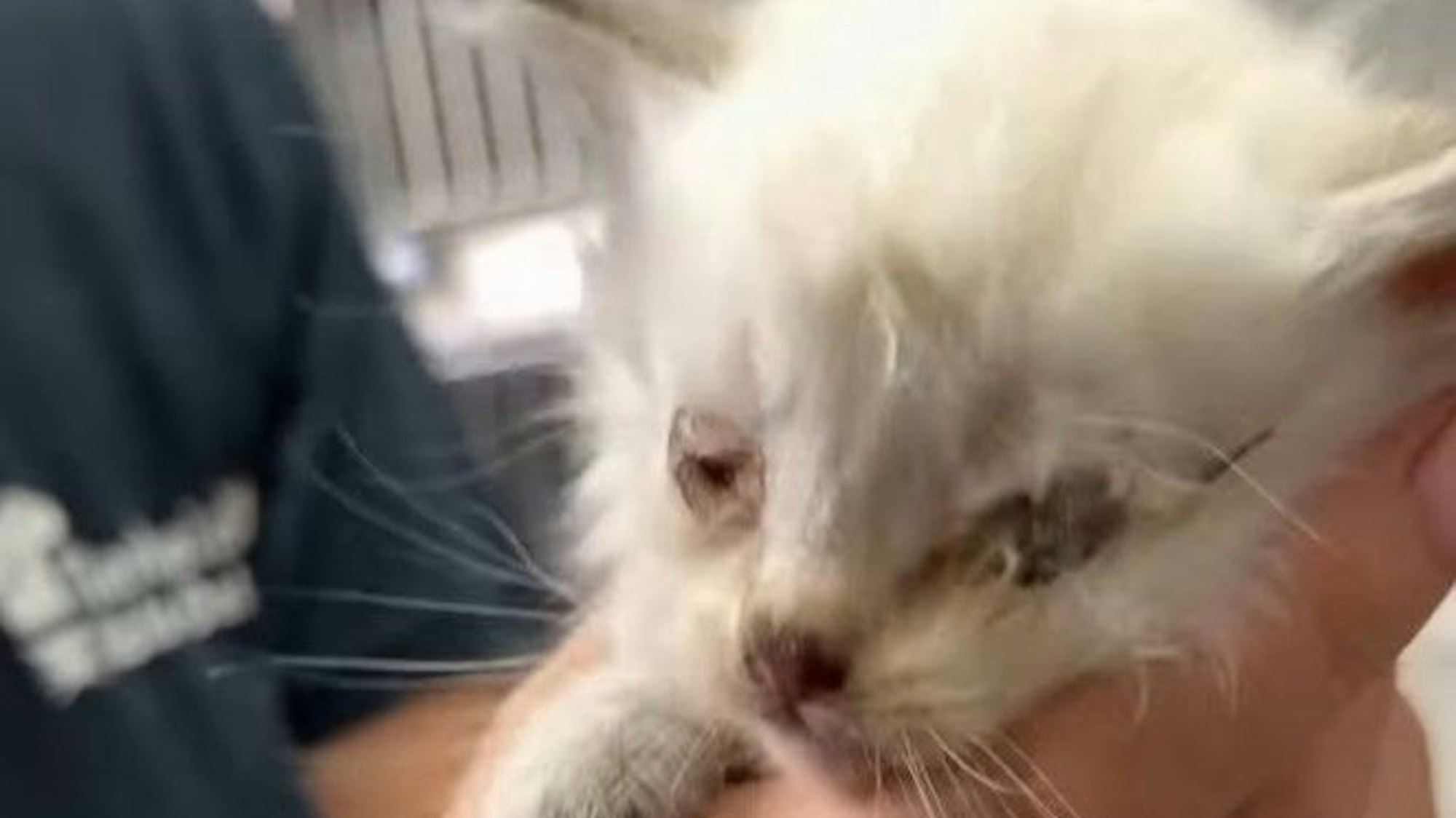 Ein Katzenbaby so verklebte Augen, dass es sie nicht mehr öffnen kann.