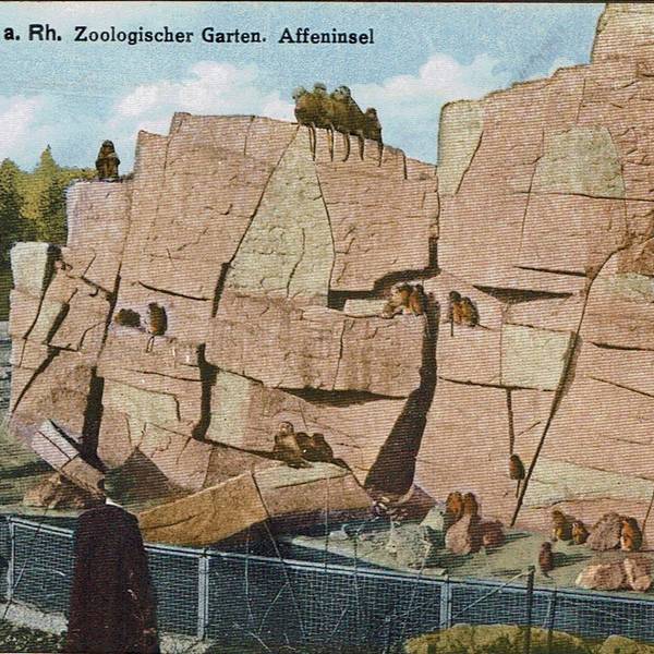 1914 zogen etwa 150 Mantelpaviane auf der Affeninsel ein.