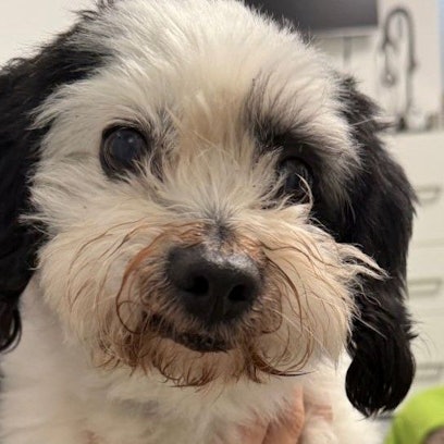 Hund Rudi im Tierheim Bergheim, nachdem er an einer Autobahn ausgesetzt wurde.