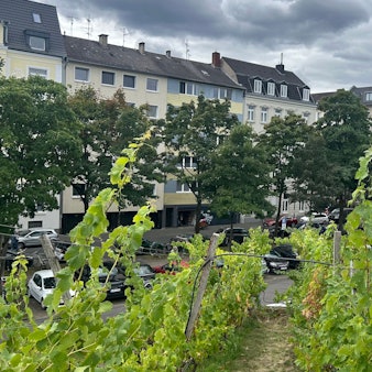 Die Aussicht vom grünen Dach des Kölner Weindepots.