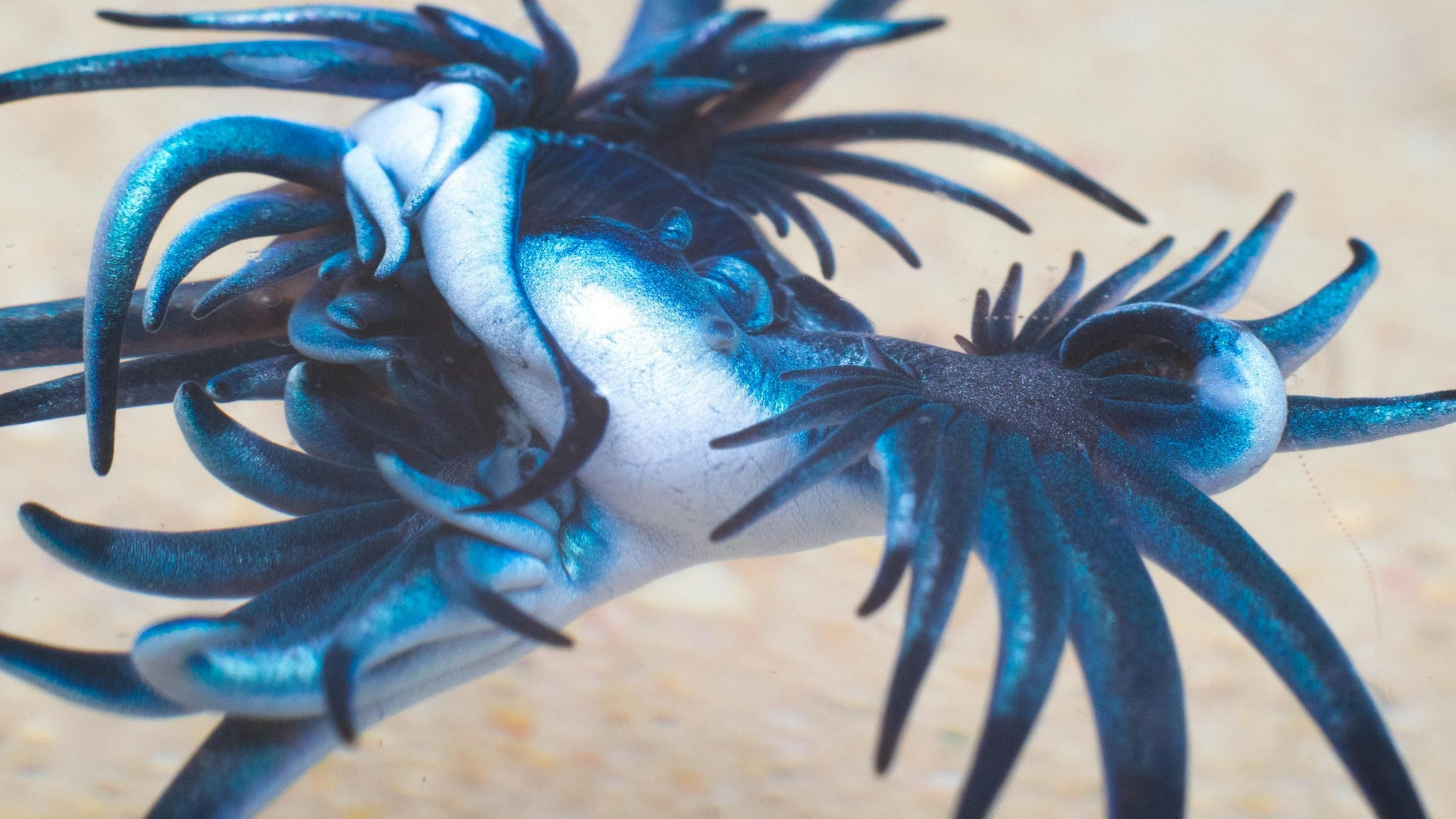 Nahaufnahme eines „Blauen Drachen“