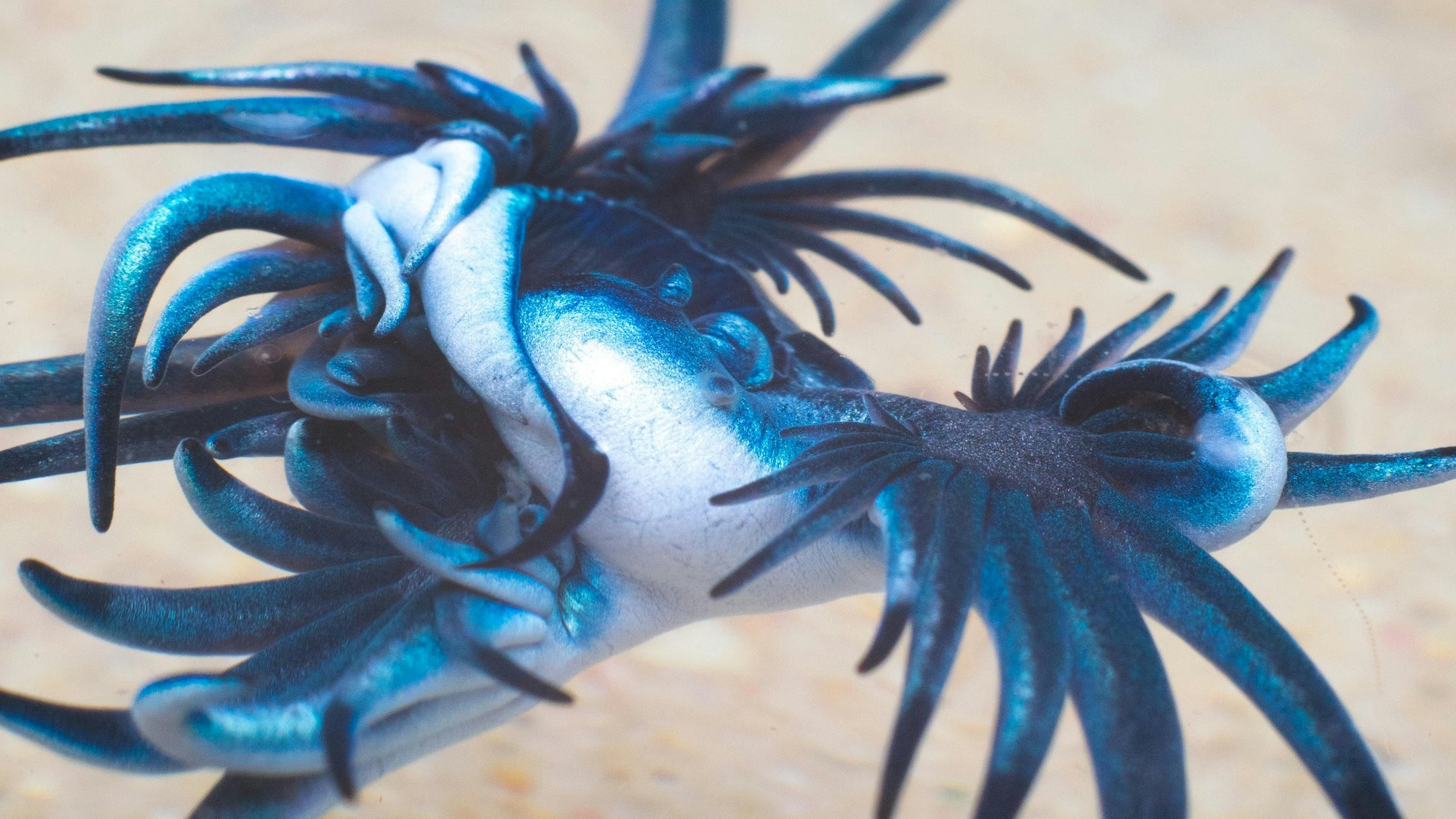 Nahaufnahme eines Blauen Drachen.